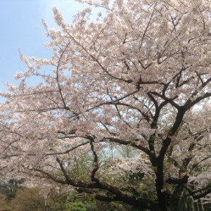 桜160406